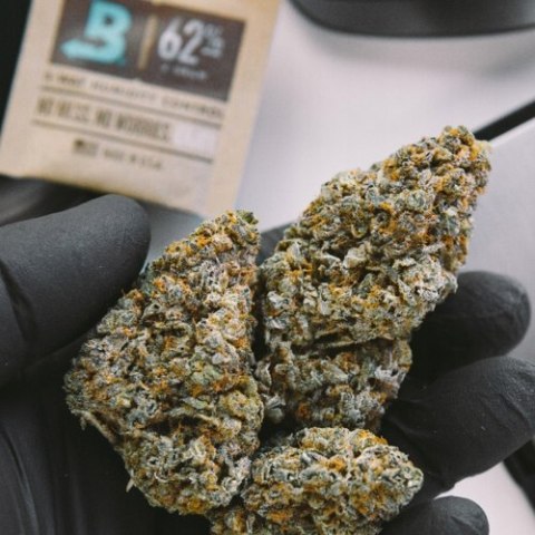 BOVEDA 62% Regulator wilgotności Nawilżacz na susz konopny CBD THC 2w1 8g