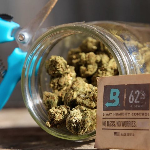 BOVEDA 62% Regulator wilgotności Nawilżacz na susz konopny CBD THC 2w1 8g