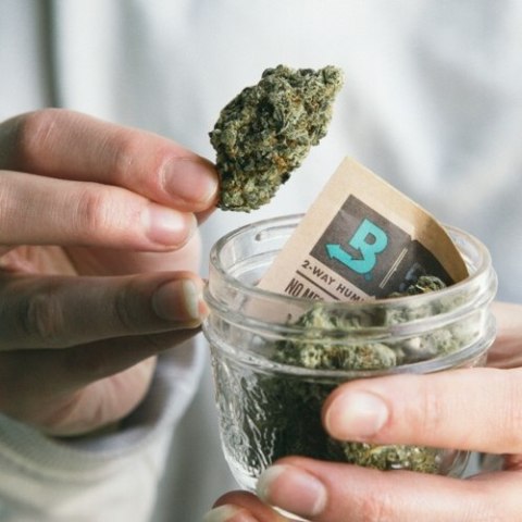BOVEDA 62% Regulator wilgotności Nawilżacz na susz konopny CBD THC 2w1 8g