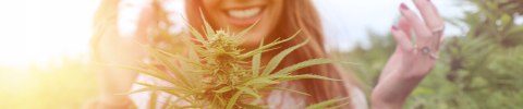 Żelki Konopne Topical z olejek olej Pure CBD relax na stres Uspokajające Żelki Konopne Topical z olejek olej Pure CBD relax na stres Uspokajające